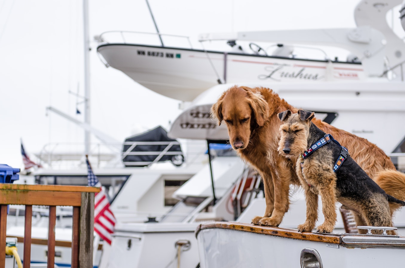 Boating with Your Dog – How to Set Sail Safely 