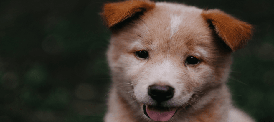 Brown and white puppy