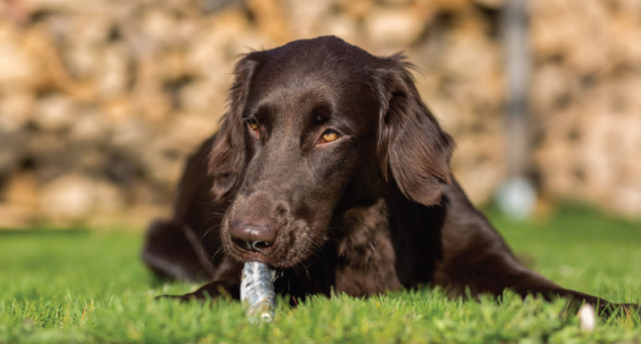 brown lab eating fish 