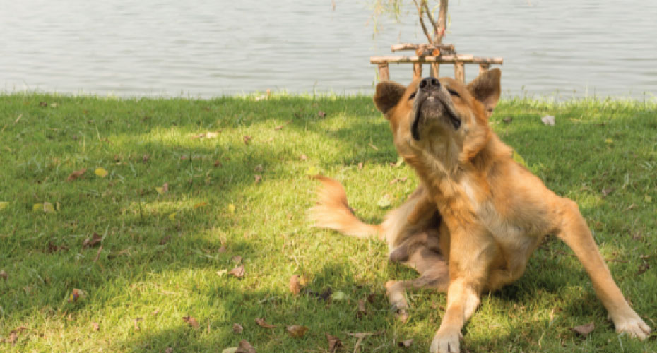 Dog Itching