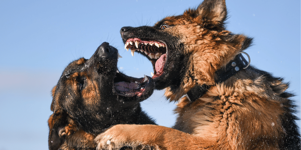 How To Safely Break Up A Dog Fight