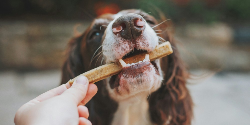 hand giving dog treat