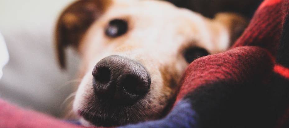 A close up shot of the black nose of a cream-colored dog lying on blankets