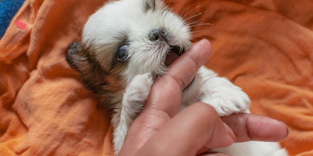 puppy biting finger
