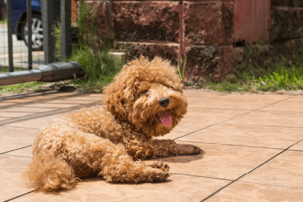 Help! My Dog Has a Hot Spot