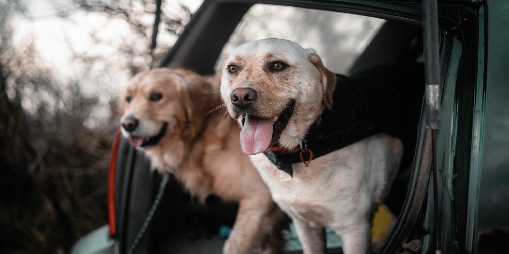 Two Dogs in a Car