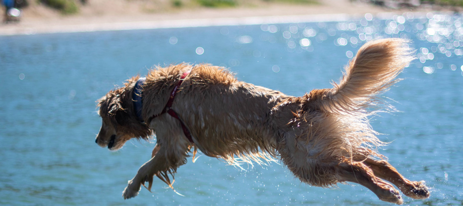 Dog Jumping In Water