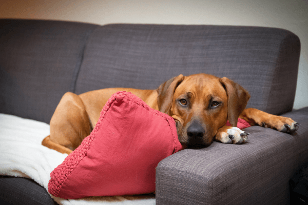 The Ultimate Guide to Worms in Dogs