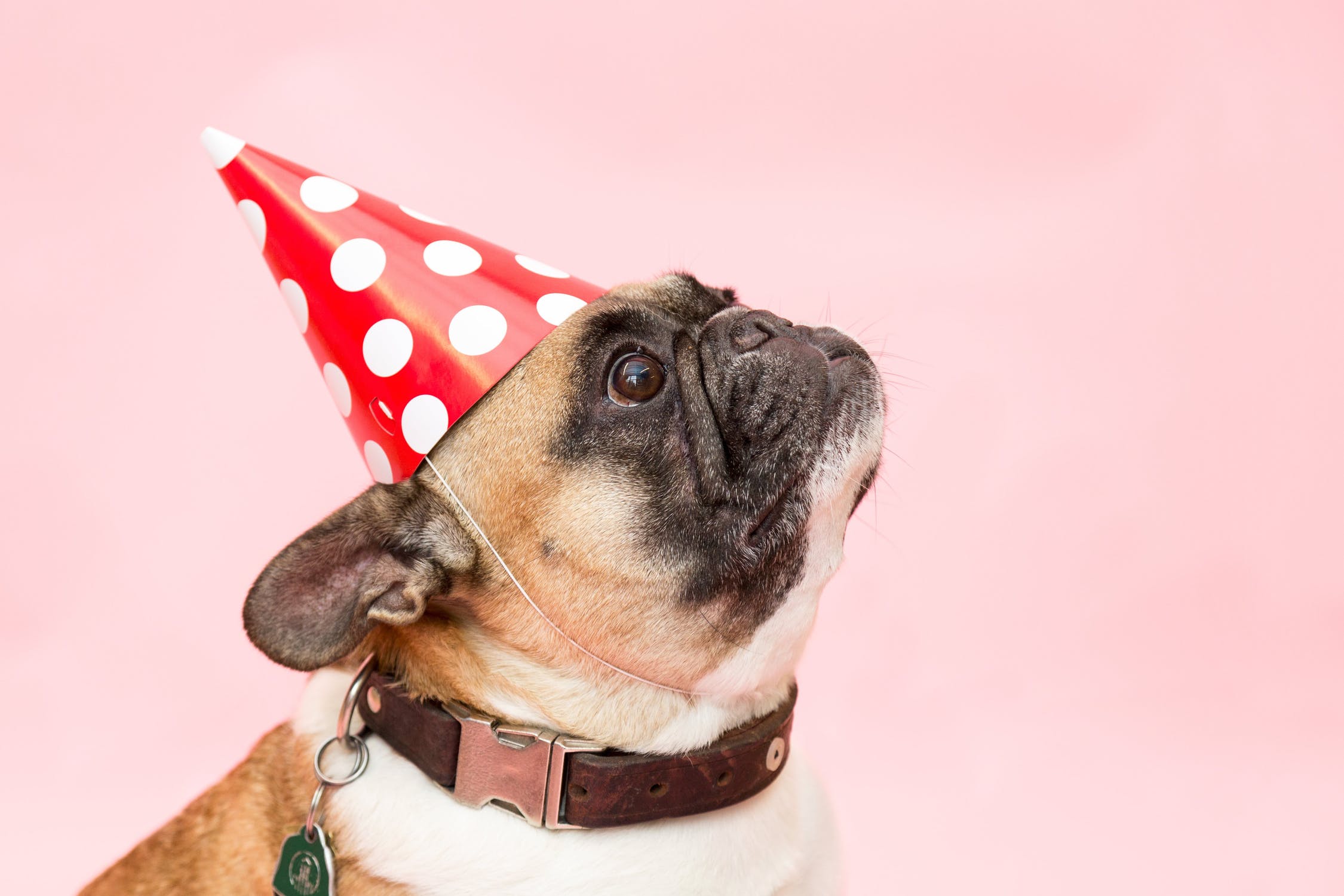 9 Ideas for Your Dog’s Next Birthday!
