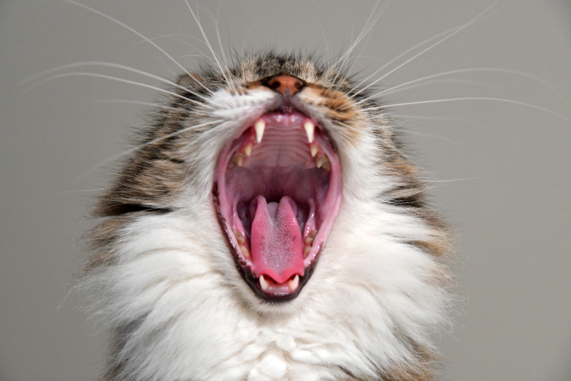 Top 10 Tips on How to Clean Your Cat's Teeth