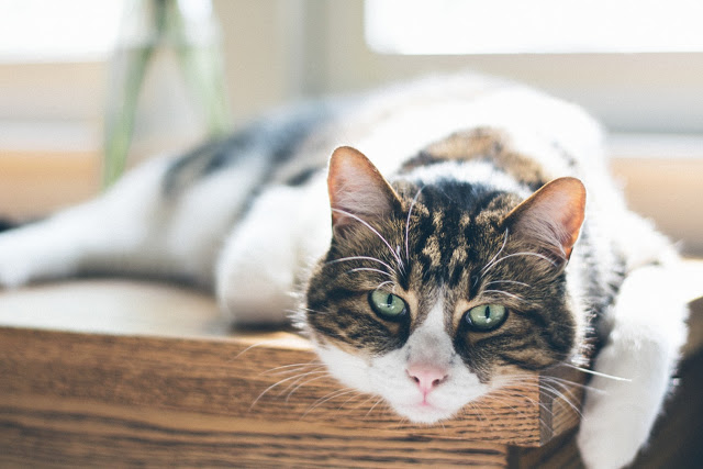 Here's Why Your Cat Actually Purrs
