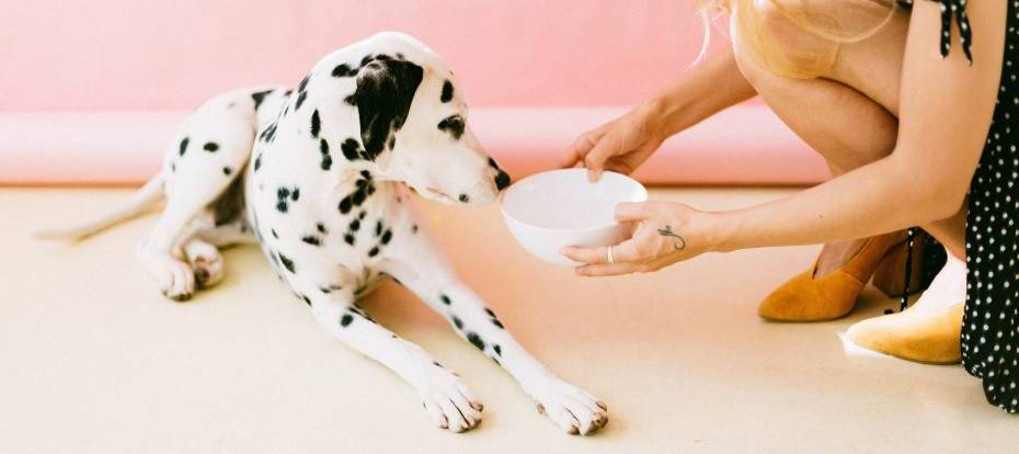 A Dalmatian is being offered a bowl of food by a person crouching on the right hand side of the image