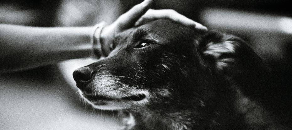 A black and white photo of an older dog being patted on the head