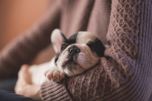 Here`s Why Your Dog Snores
