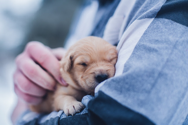 A Vet’s Guide to Bringing a New Puppy Home