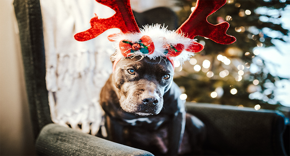 dog Christmas 