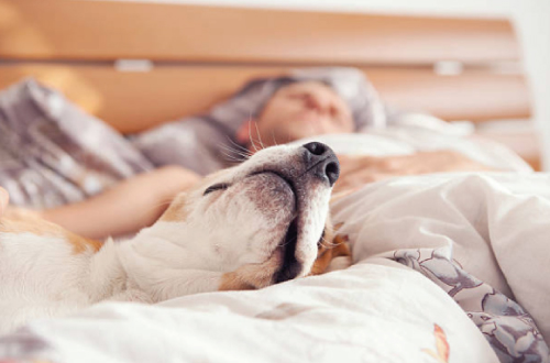 Sleeping with Dogs Promotes Better Sleep