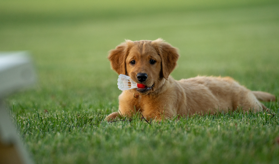 puppy with toy in mouth 