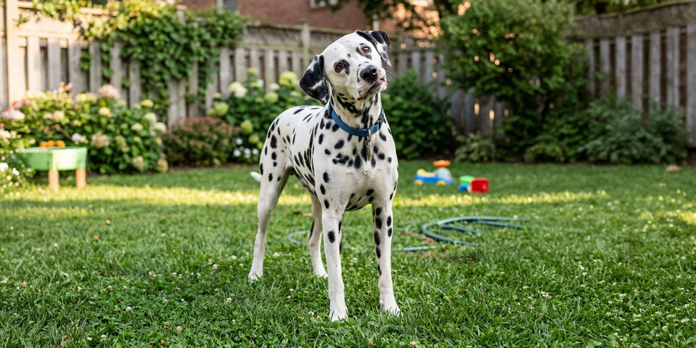 Why Dogs Do Weird Things: 4 Funny Behaviors Explained