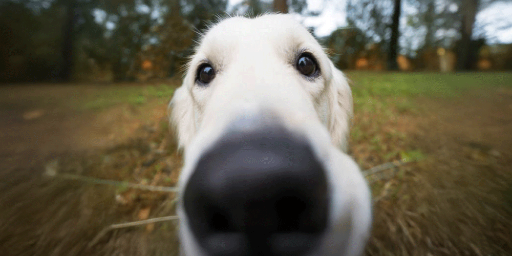 A close up of a dogs nose