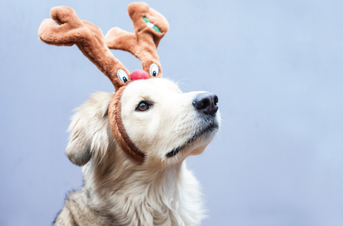 How to Have a Pet-Friendly Christmas 