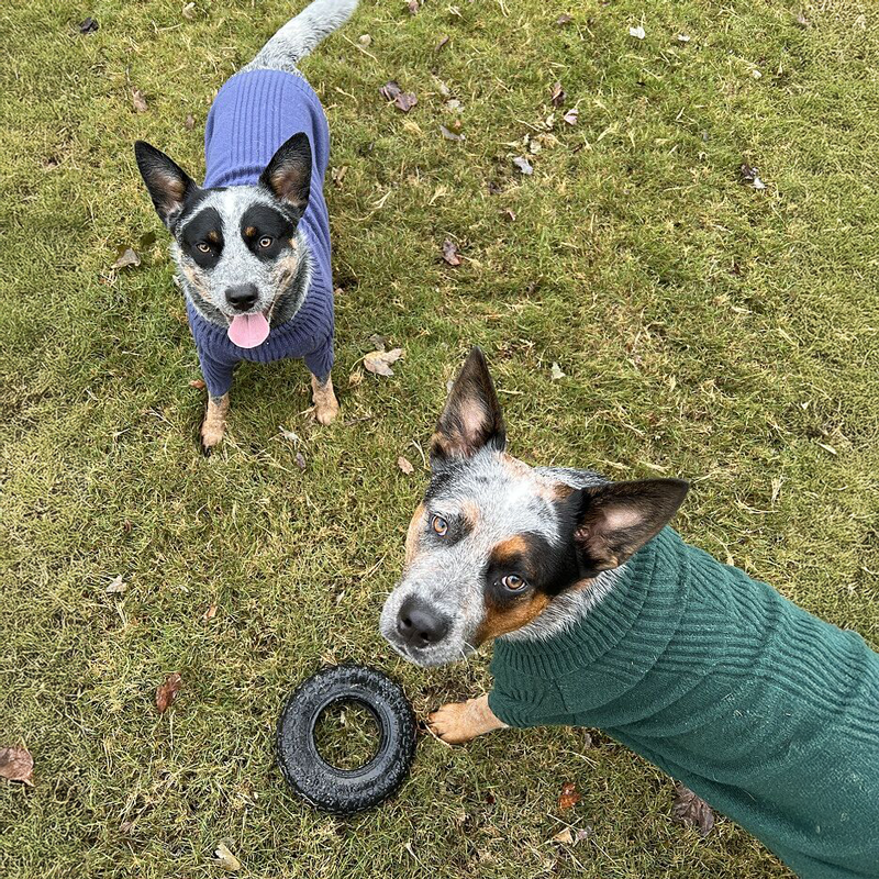 Finn and Fern
