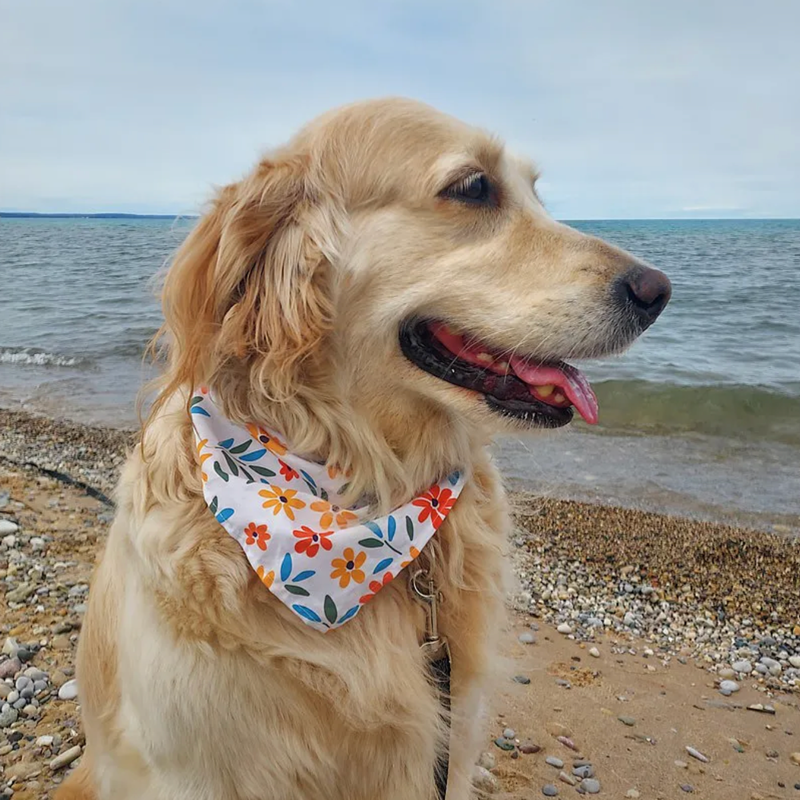 Golden retriever at beach