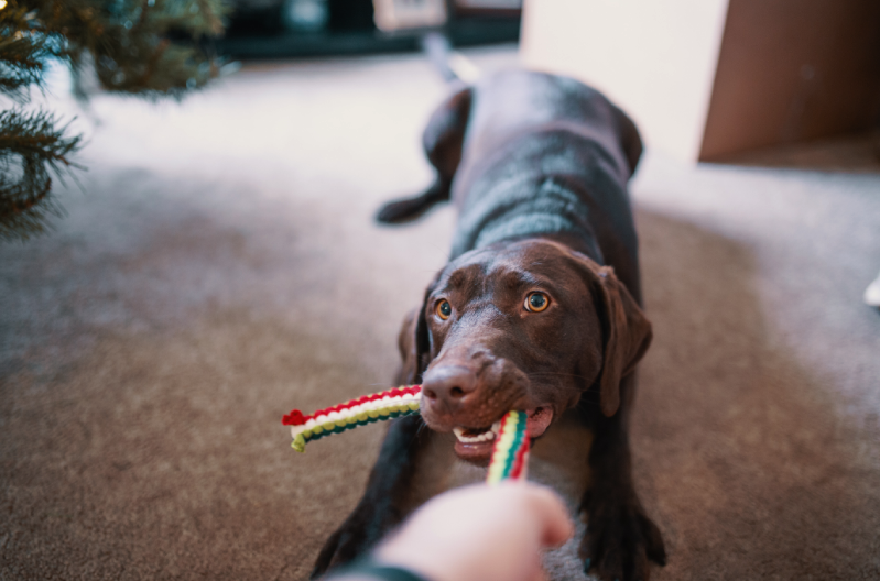 A brown dog is pictured with a colourful rope in it's mouth and it appears to be pulling hard on the rope