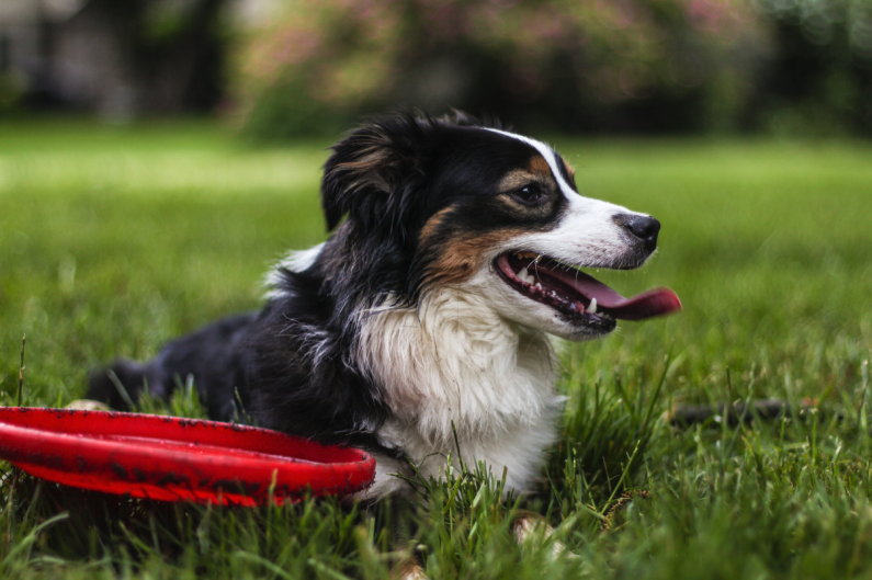 A brown and white dog is lying in grass with a red frisbee