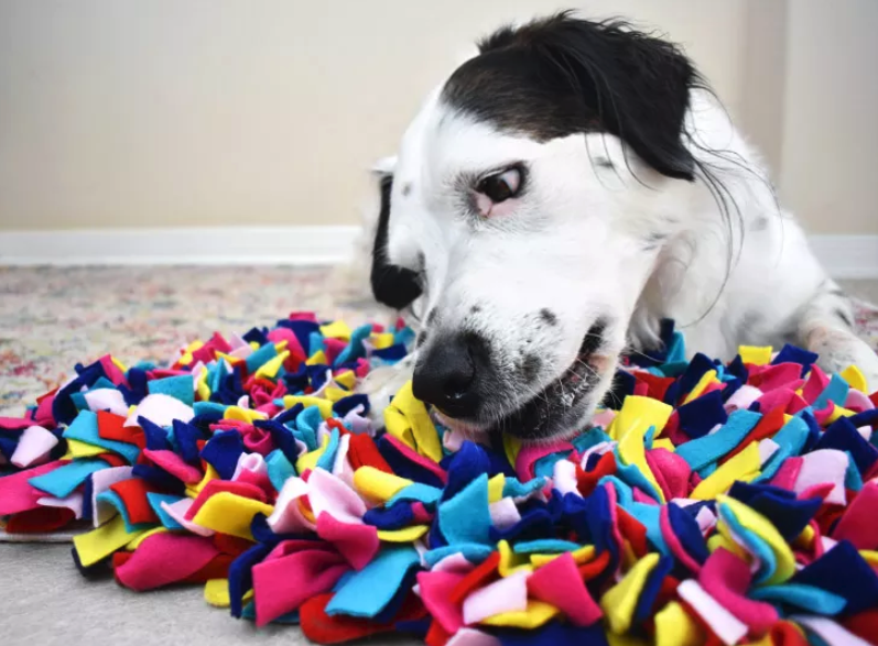 A black and white dog is sniffing a very colourful snuffle mat made of lots of little pieces of fabric