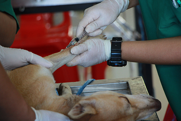 A brown dog is lying on a metal table and is being given an injection in its leg