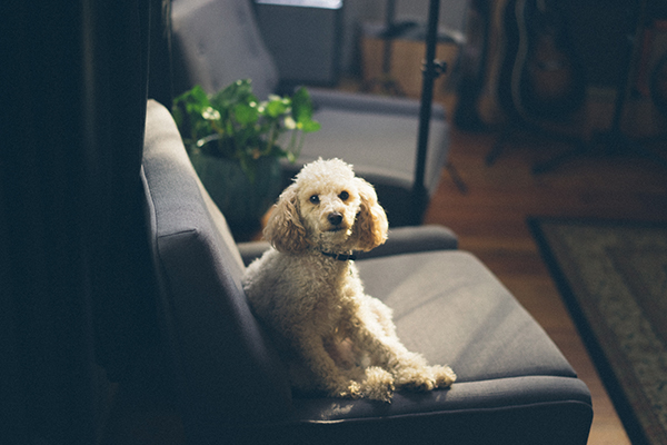 A cream-coloured poodle looks at the camera as it sits on a grey couch 