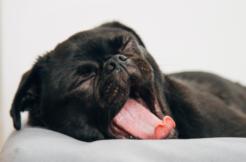 dog yawning