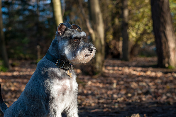 A grey schnauzer is sitting outside looking off to the side