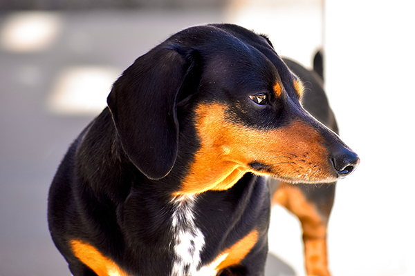 A black and tan dachshund looks off to the side