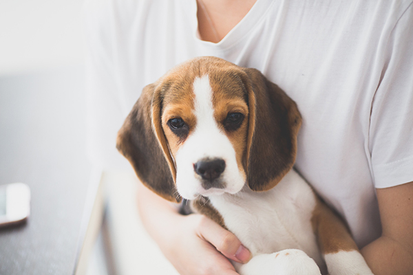 A beagle puppy is held by a person in a white shirt