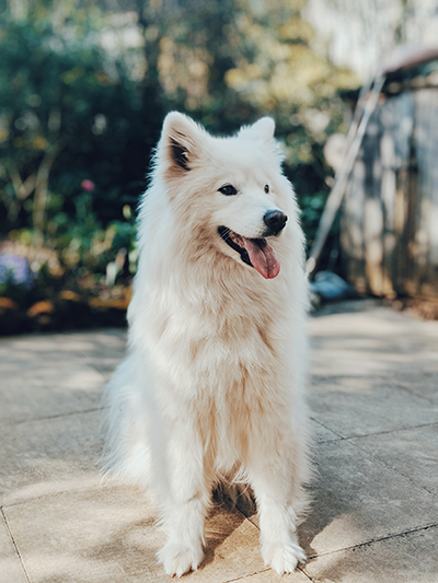 A white Samoyed sits on tiles outside and looks off to the side