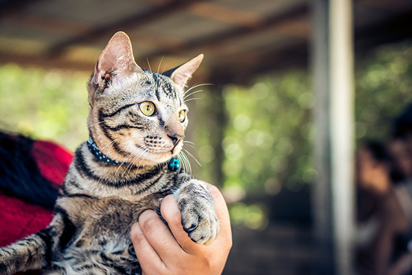 A small, brown tabby cat stares off into the distance as it is being held