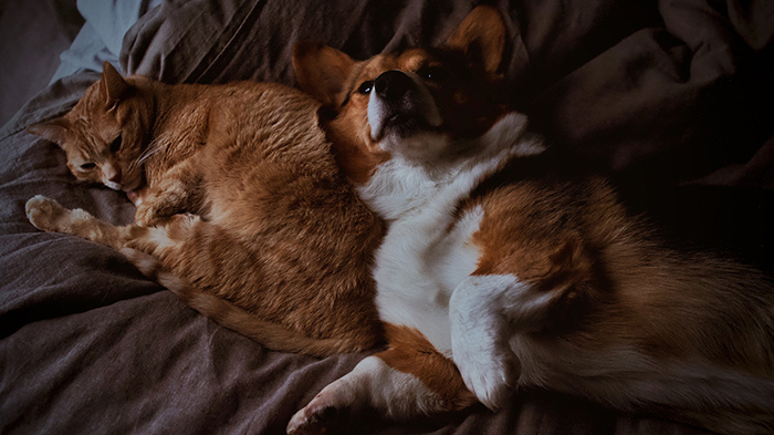 An orange cat lies curled up on brown sheets next to a corgi that is lying on their back and looking at the camera