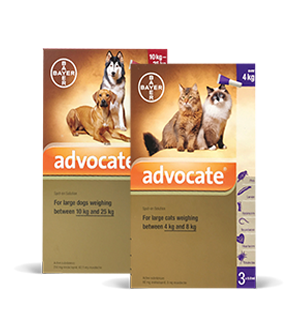Advocate for dogs & cats