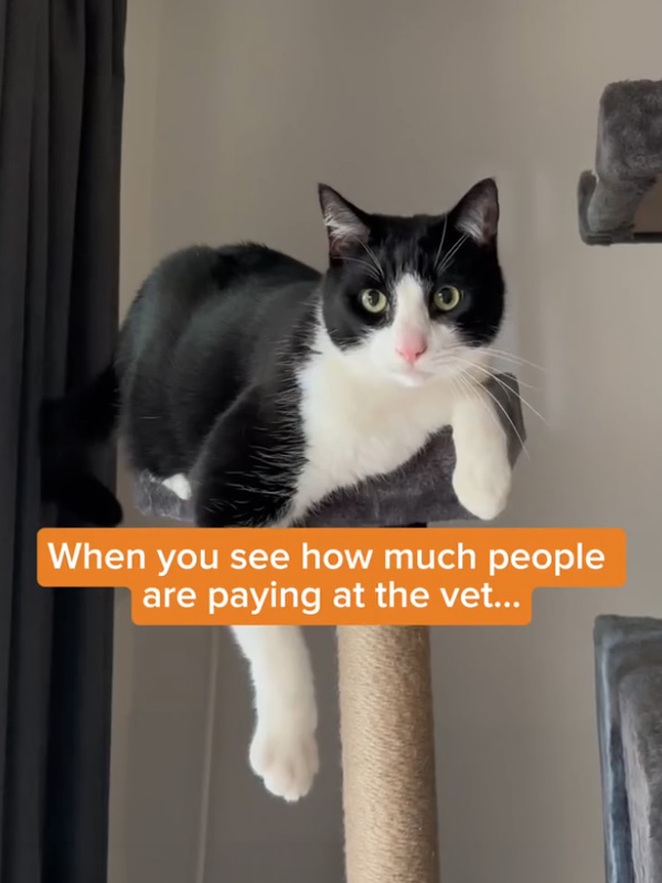 Paying at the vet