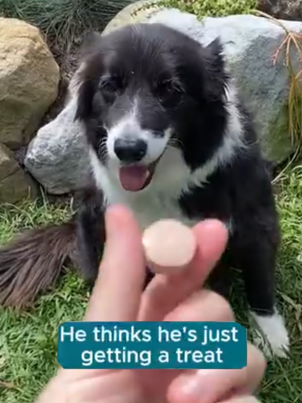 Funny dog social post