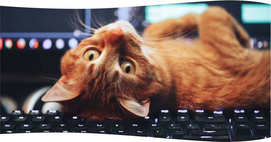 Cat on keyboard